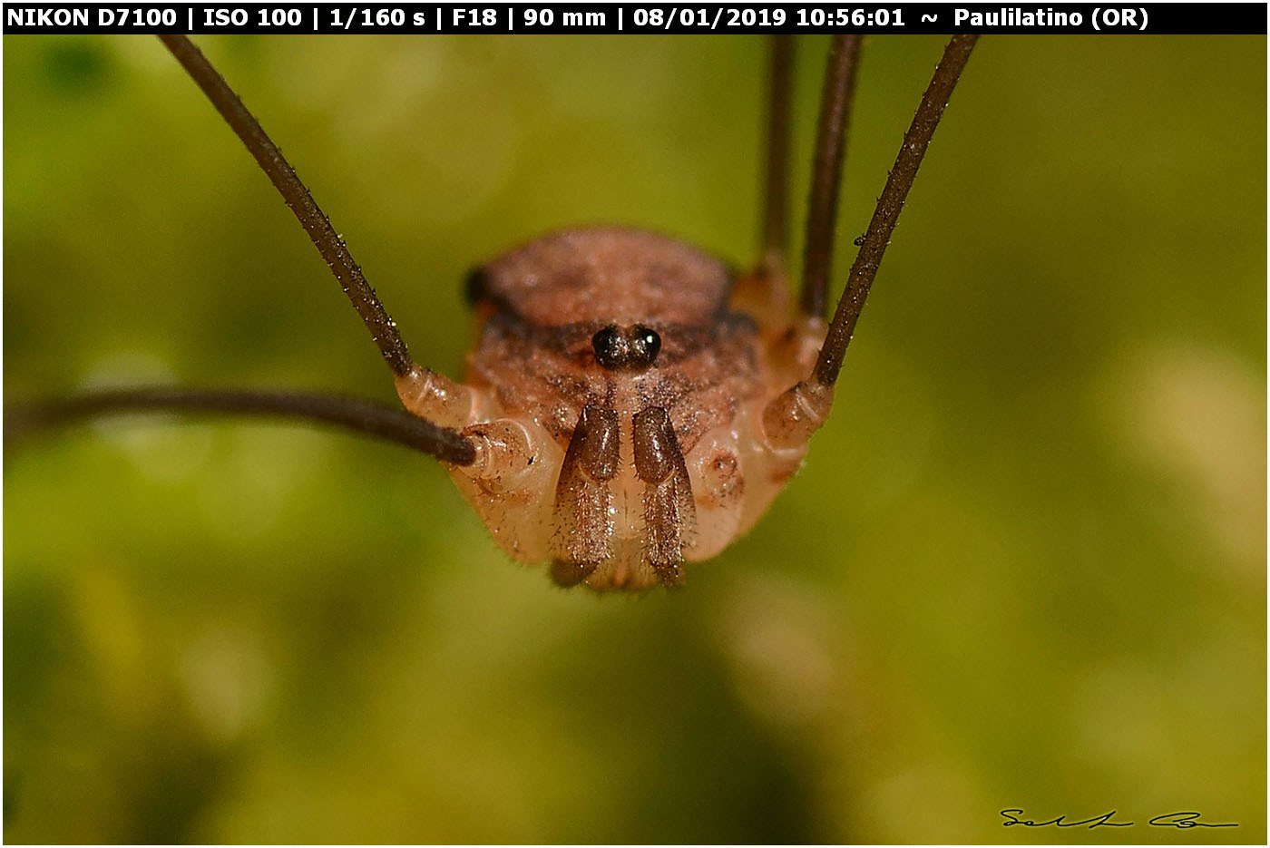 ♂ Nelima doriae (Sclerosomatidae)